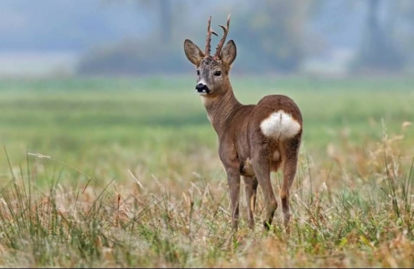 Conservative councillors condemn deer culling